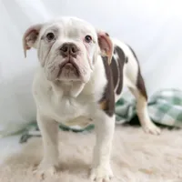 SNOWFLAKE, a male English Bulldog and Olde English Bulldogge for sale in Jones, MI – Photo 3 of 10