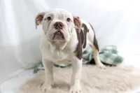 processed/b5226f32-34a1-48cf-9493-b6fd3a043b68/listing/20fd9287-f495-4315-9bde-a2bc6a979fd7/0b523343-c7e1-488e-b6ce-1626eca85370