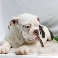 SNOWFLAKE, a male English Bulldog and Olde English Bulldogge for sale in Jones, MI – Photo 5 of 10