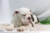 processed/b5226f32-34a1-48cf-9493-b6fd3a043b68/listing/20fd9287-f495-4315-9bde-a2bc6a979fd7/3685f0e4-72ac-456f-863d-37b6c830b8a7