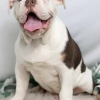 SNOWFLAKE, a male English Bulldog and Olde English Bulldogge for sale in Jones, MI – Photo 9 of 10
