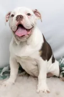 processed/b5226f32-34a1-48cf-9493-b6fd3a043b68/listing/20fd9287-f495-4315-9bde-a2bc6a979fd7/5139a620-c944-45e9-a912-3bd69179ce4d