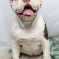 SNOWFLAKE, a male English Bulldog and Olde English Bulldogge for sale in Jones, MI – Photo 6 of 10