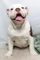 processed/b5226f32-34a1-48cf-9493-b6fd3a043b68/listing/20fd9287-f495-4315-9bde-a2bc6a979fd7/5cad9ab4-bd39-413b-a677-abfea12b7d21