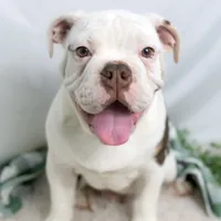 SNOWFLAKE, a male English Bulldog and Olde English Bulldogge for sale in Jones, MI – Photo 1 of 10