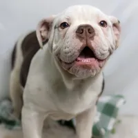 SNOWFLAKE, a male English Bulldog and Olde English Bulldogge for sale in Jones, MI – Photo 4 of 10