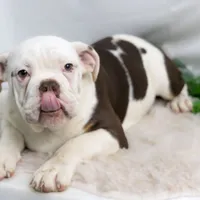 SNOWFLAKE, a male English Bulldog and Olde English Bulldogge for sale in Jones, MI – Photo 2 of 10