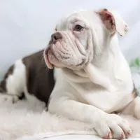 SNOWFLAKE, a male English Bulldog and Olde English Bulldogge for sale in Jones, MI – Photo 7 of 10