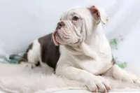 processed/b5226f32-34a1-48cf-9493-b6fd3a043b68/listing/20fd9287-f495-4315-9bde-a2bc6a979fd7/c0cf85bb-4d81-43c6-a2bc-dcd7c541b33f