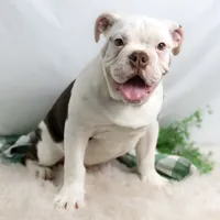 SNOWFLAKE, a male English Bulldog and Olde English Bulldogge for sale in Jones, MI – Photo 10 of 10