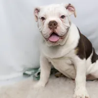 SNOWFLAKE, a male English Bulldog and Olde English Bulldogge for sale in Jones, MI – Photo 8 of 10