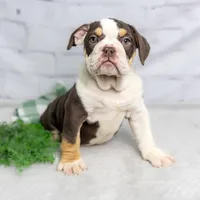 CLAIRE, a female English Bulldog and Olde English Bulldogge for sale in Jones, MI – Photo 10 of 10