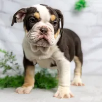 CLAIRE, a female English Bulldog and Olde English Bulldogge for sale in Jones, MI – Photo 7 of 10
