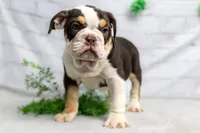 processed/b5226f32-34a1-48cf-9493-b6fd3a043b68/listing/3a5db296-4334-40cd-ae1e-9d10d41f8c2a/0e779c50-9d18-4462-b71d-aae660815216