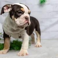 CLAIRE, a female English Bulldog and Olde English Bulldogge for sale in Jones, MI – Photo 9 of 10