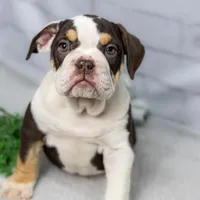 CLAIRE, a female English Bulldog and Olde English Bulldogge for sale in Jones, MI – Photo 6 of 10
