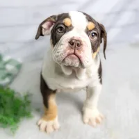 CLAIRE, a female English Bulldog and Olde English Bulldogge for sale in Jones, MI – Photo 5 of 10