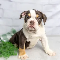CLAIRE, a female English Bulldog and Olde English Bulldogge for sale in Jones, MI – Photo 1 of 10