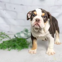 CLAIRE, a female English Bulldog and Olde English Bulldogge for sale in Jones, MI – Photo 3 of 10
