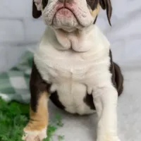 CLAIRE, a female English Bulldog and Olde English Bulldogge for sale in Jones, MI – Photo 8 of 10
