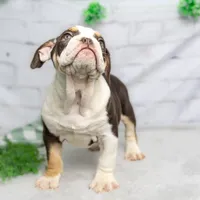 CLAIRE, a female English Bulldog and Olde English Bulldogge for sale in Jones, MI – Photo 4 of 10