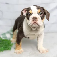 CLAIRE, a female English Bulldog and Olde English Bulldogge for sale in Jones, MI – Photo 2 of 10