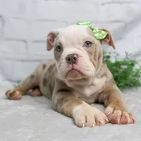 GEMMA, a female English Bulldog and Olde English Bulldogge for sale in Jones, MI – Photo 9 of 10
