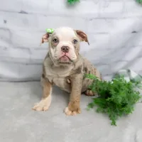 GEMMA, a female English Bulldog and Olde English Bulldogge for sale in Jones, MI – Photo 7 of 10