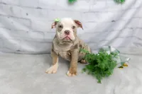 processed/b5226f32-34a1-48cf-9493-b6fd3a043b68/listing/55a9e5e0-8b3d-455c-9e4d-e4d3a7683042/0cdd4a59-a813-4277-94e2-9661e6388b77