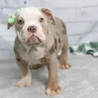 GEMMA, a female English Bulldog and Olde English Bulldogge for sale in Jones, MI – Photo 8 of 10