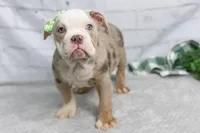 processed/b5226f32-34a1-48cf-9493-b6fd3a043b68/listing/55a9e5e0-8b3d-455c-9e4d-e4d3a7683042/1c47d73a-3f90-452c-b701-47538d50a8c8