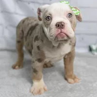 GEMMA, a female English Bulldog and Olde English Bulldogge for sale in Jones, MI – Photo 10 of 10