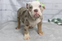 processed/b5226f32-34a1-48cf-9493-b6fd3a043b68/listing/55a9e5e0-8b3d-455c-9e4d-e4d3a7683042/4dc95920-3d29-4f8b-8d74-63e02aa3d035