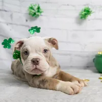 GEMMA, a female English Bulldog and Olde English Bulldogge for sale in Jones, MI – Photo 3 of 10
