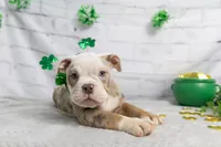 processed/b5226f32-34a1-48cf-9493-b6fd3a043b68/listing/55a9e5e0-8b3d-455c-9e4d-e4d3a7683042/5c190e46-4e55-41e2-a0b6-4be614079e04