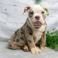 GEMMA, a female English Bulldog and Olde English Bulldogge for sale in Jones, MI – Photo 1 of 10