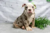 processed/b5226f32-34a1-48cf-9493-b6fd3a043b68/listing/55a9e5e0-8b3d-455c-9e4d-e4d3a7683042/62f9eedb-bd7b-4ff7-ba76-ba7e63382f3e