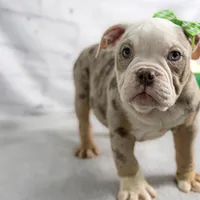 GEMMA, a female English Bulldog and Olde English Bulldogge for sale in Jones, MI – Photo 4 of 10