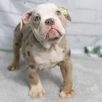 GEMMA, a female English Bulldog and Olde English Bulldogge for sale in Jones, MI – Photo 2 of 10