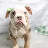 GEMMA, a female English Bulldog and Olde English Bulldogge for sale in Jones, MI – Photo 6 of 10