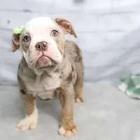 GEMMA, a female English Bulldog and Olde English Bulldogge for sale in Jones, MI – Photo 5 of 10