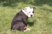 Kylie, a female English Bulldog and Olde English Bulldogge for sale in Jones, MI – 3 of 3