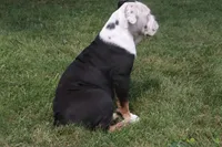 Kylie, a female English Bulldog and Olde English Bulldogge for sale in Jones, MI – 2 of 3