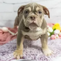 Emmi, a female Olde English Bulldogge for sale in Jones, MI – Photo 10 of 10