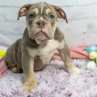 Emmi, a female Olde English Bulldogge for sale in Jones, MI – Photo 3 of 10