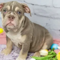 Emmi, a female Olde English Bulldogge for sale in Jones, MI – Photo 7 of 10