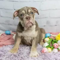 Emmi, a female Olde English Bulldogge for sale in Jones, MI – Photo 9 of 10