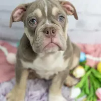 Emmi, a female Olde English Bulldogge for sale in Jones, MI – Photo 2 of 10