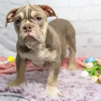 Emmi, a female Olde English Bulldogge for sale in Jones, MI – Photo 5 of 10