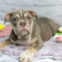 Emmi, a female Olde English Bulldogge for sale in Jones, MI – Photo 8 of 10